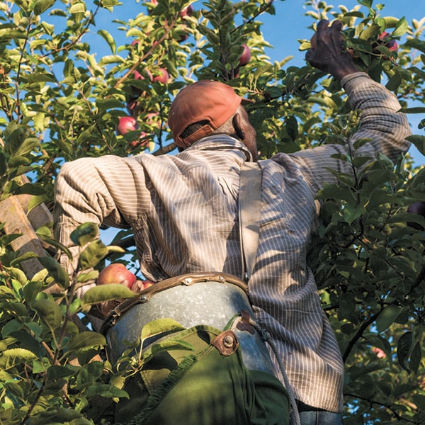 Person picking fruit from a tree