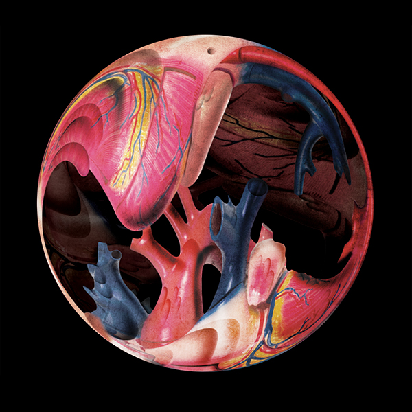 Model of the human heart